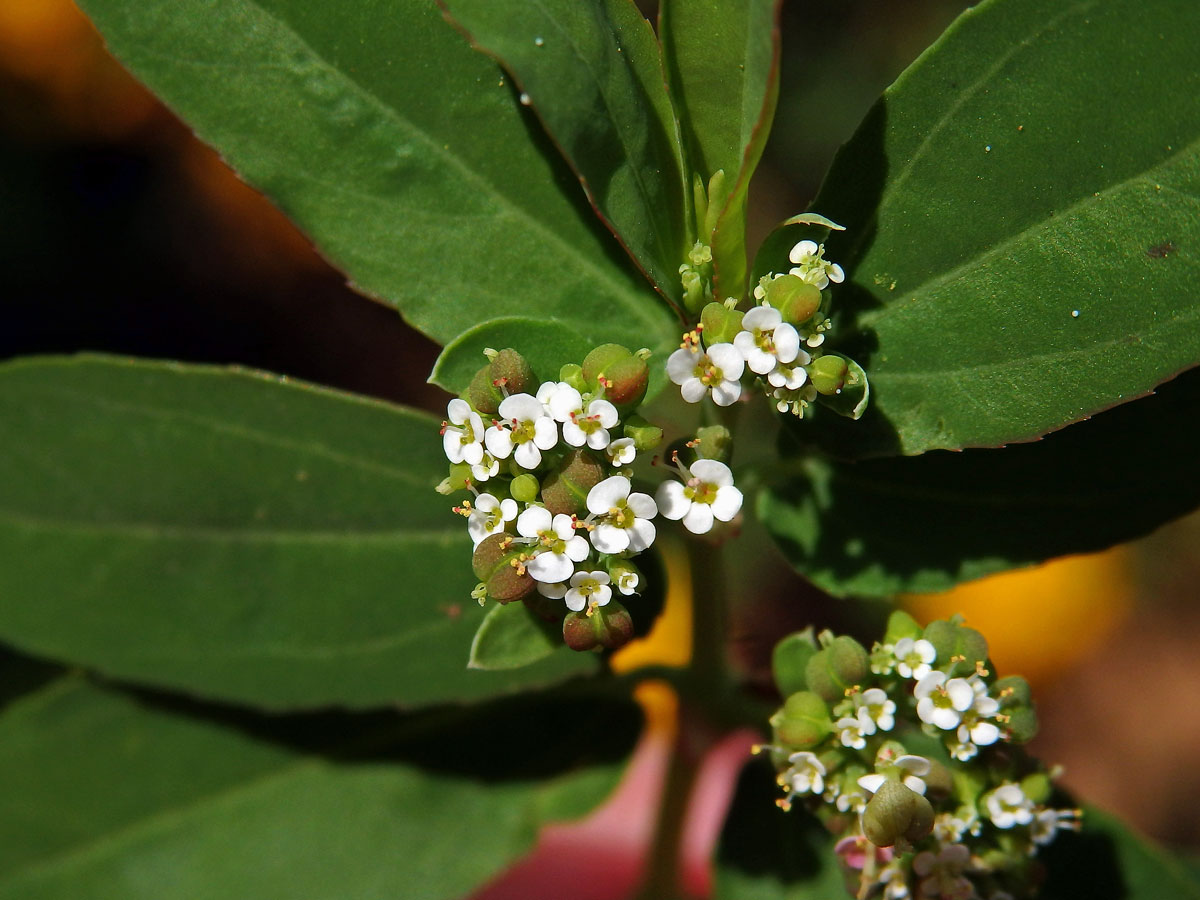 Chamaesyce hyssopifolia (L.) Small