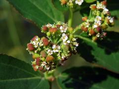 Chamaesyce hyssopifolia (L.) Small