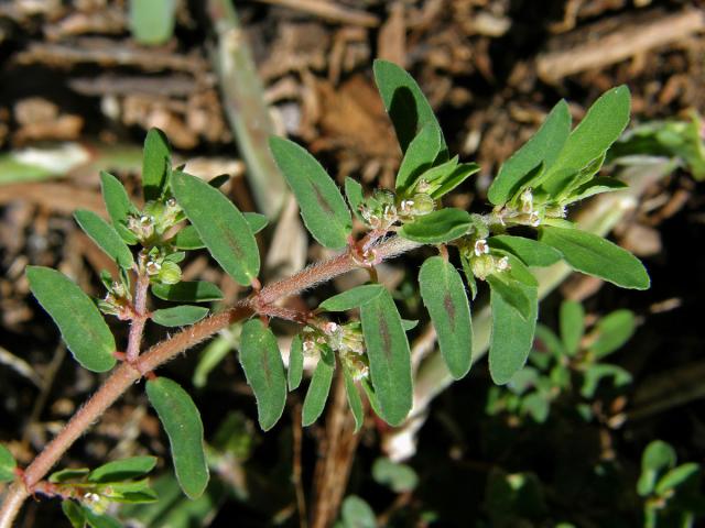 Pryšec skvrnitý (Euphorbia maculata L.)