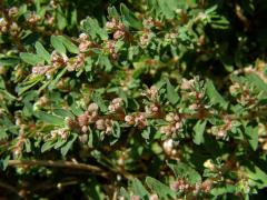 Pryšec skvrnitý (Euphorbia maculata L.)