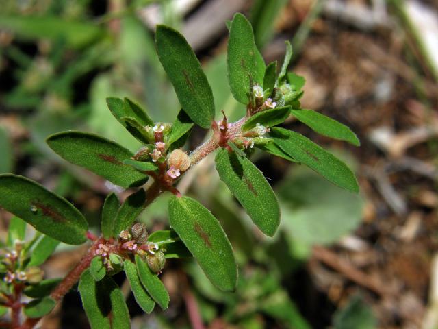 Pryšec skvrnitý (Euphorbia maculata L.)