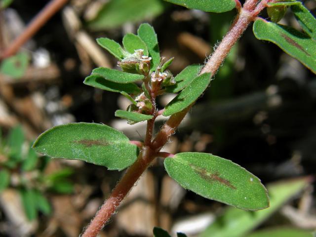 Pryšec skvrnitý (Euphorbia maculata L.)