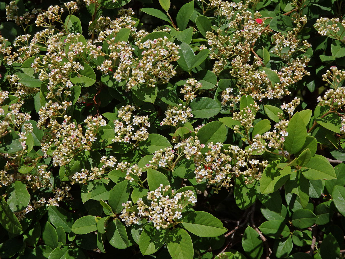 Skalník (Crotoneaster glaucophyllus Franch.)