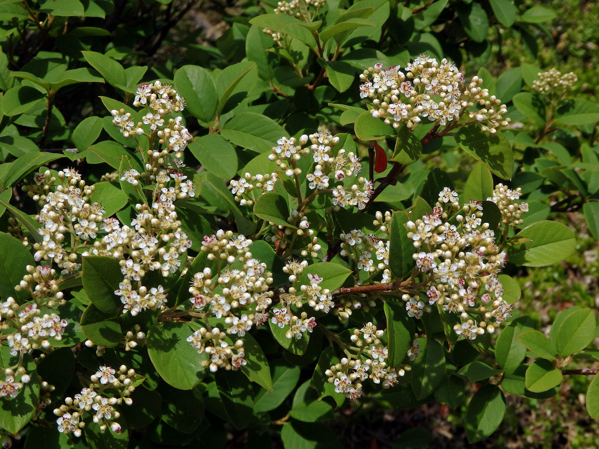 Skalník (Crotoneaster glaucophyllus Franch.)