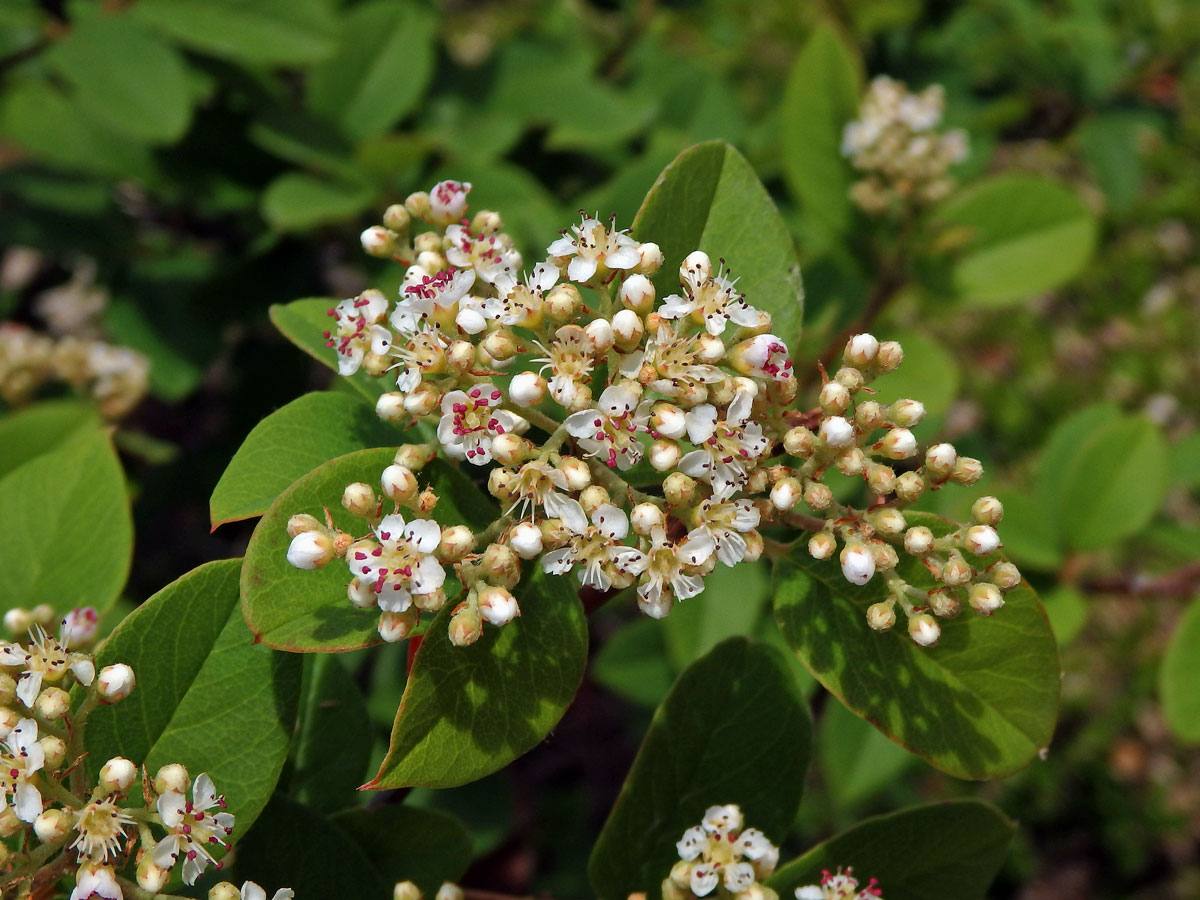 Skalník (Crotoneaster glaucophyllus Franch.)