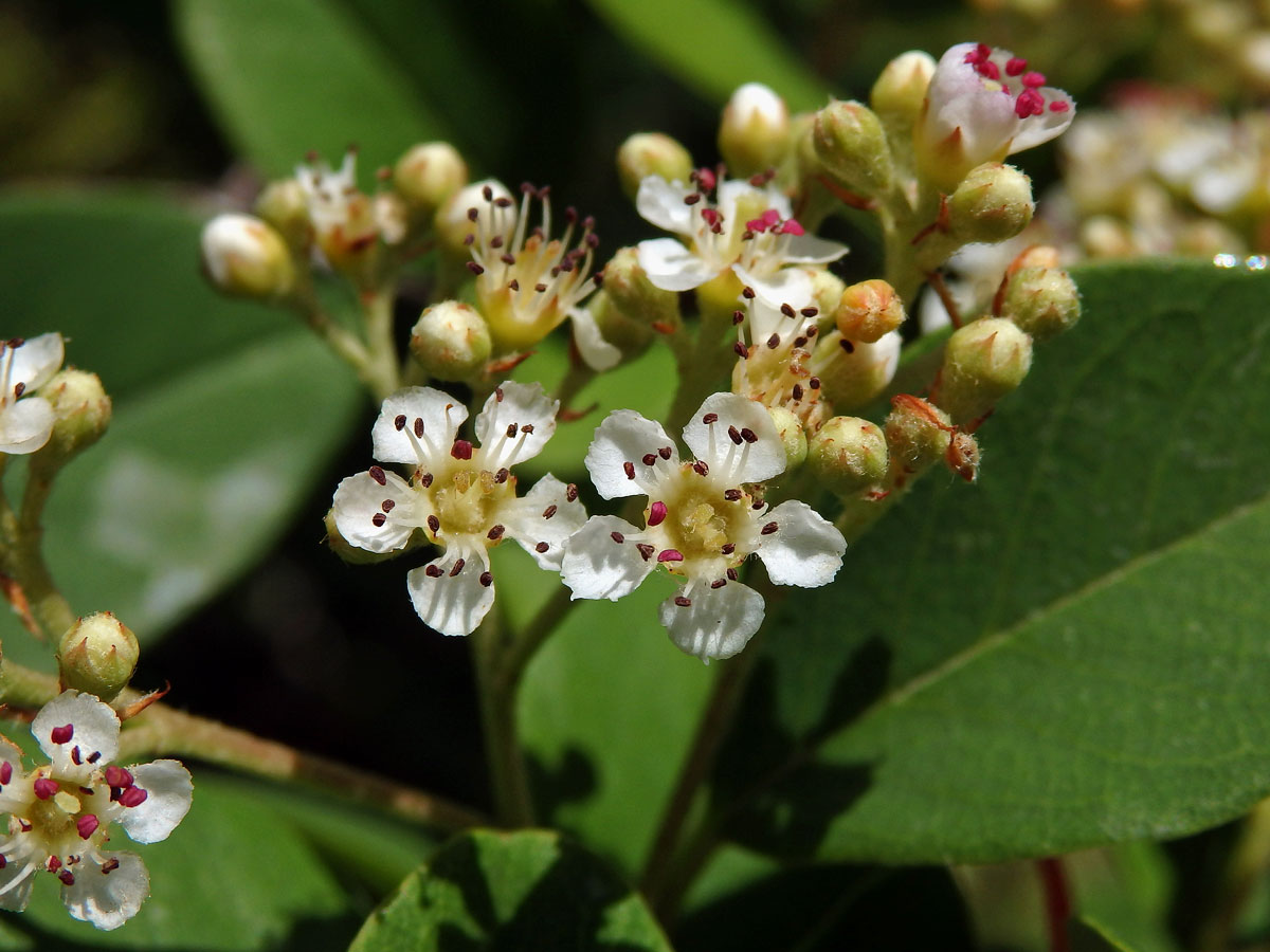 Skalník (Crotoneaster glaucophyllus Franch.)