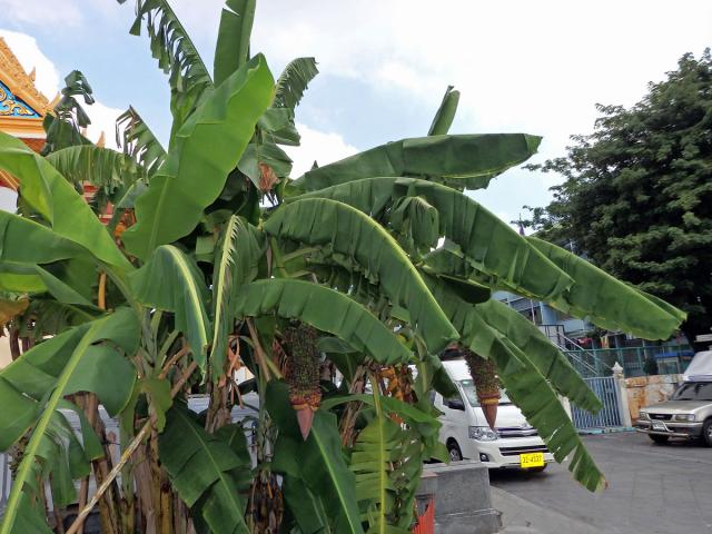 Banánovník (Musa chilocarpa Back.)