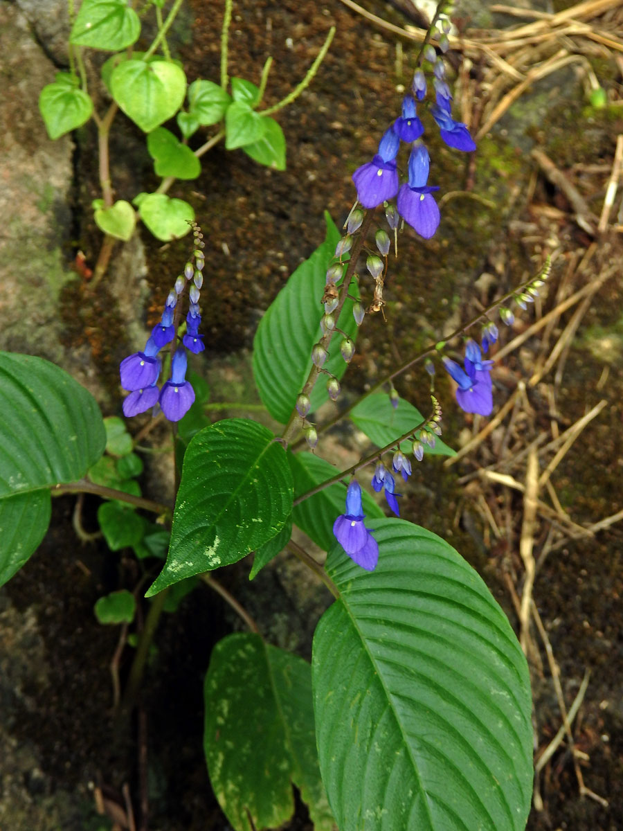 Rhynchoglossum obliquum Blume