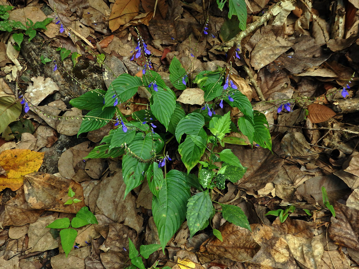 Rhynchoglossum obliquum Blume