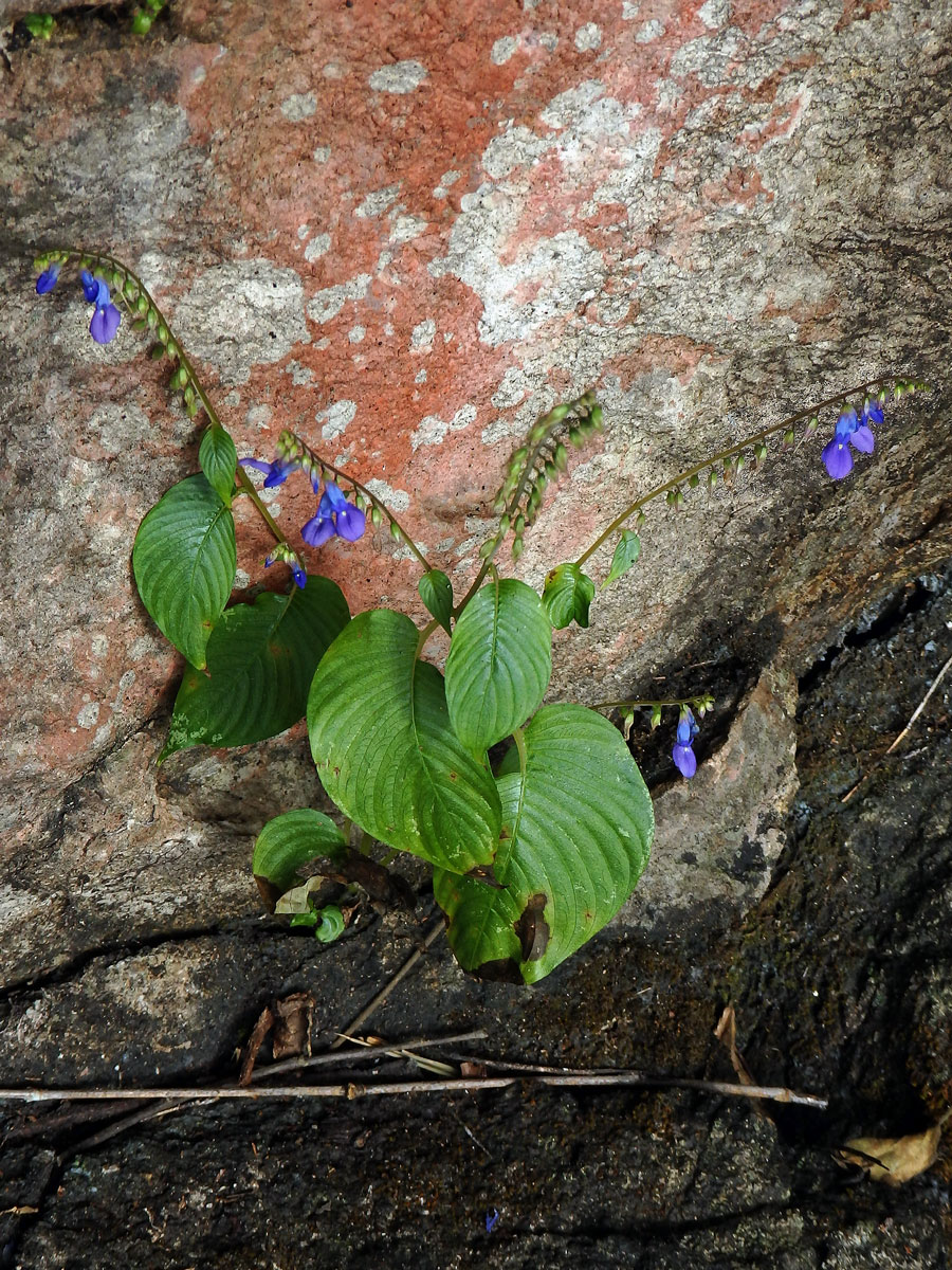 Rhynchoglossum obliquum Blume