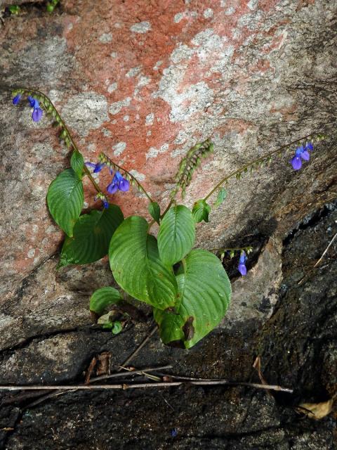 Rhynchoglossum obliquum Blume