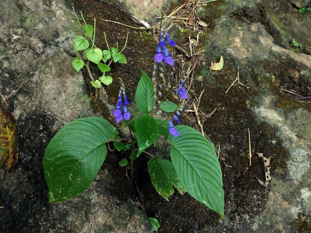 Rhynchoglossum obliquum Blume