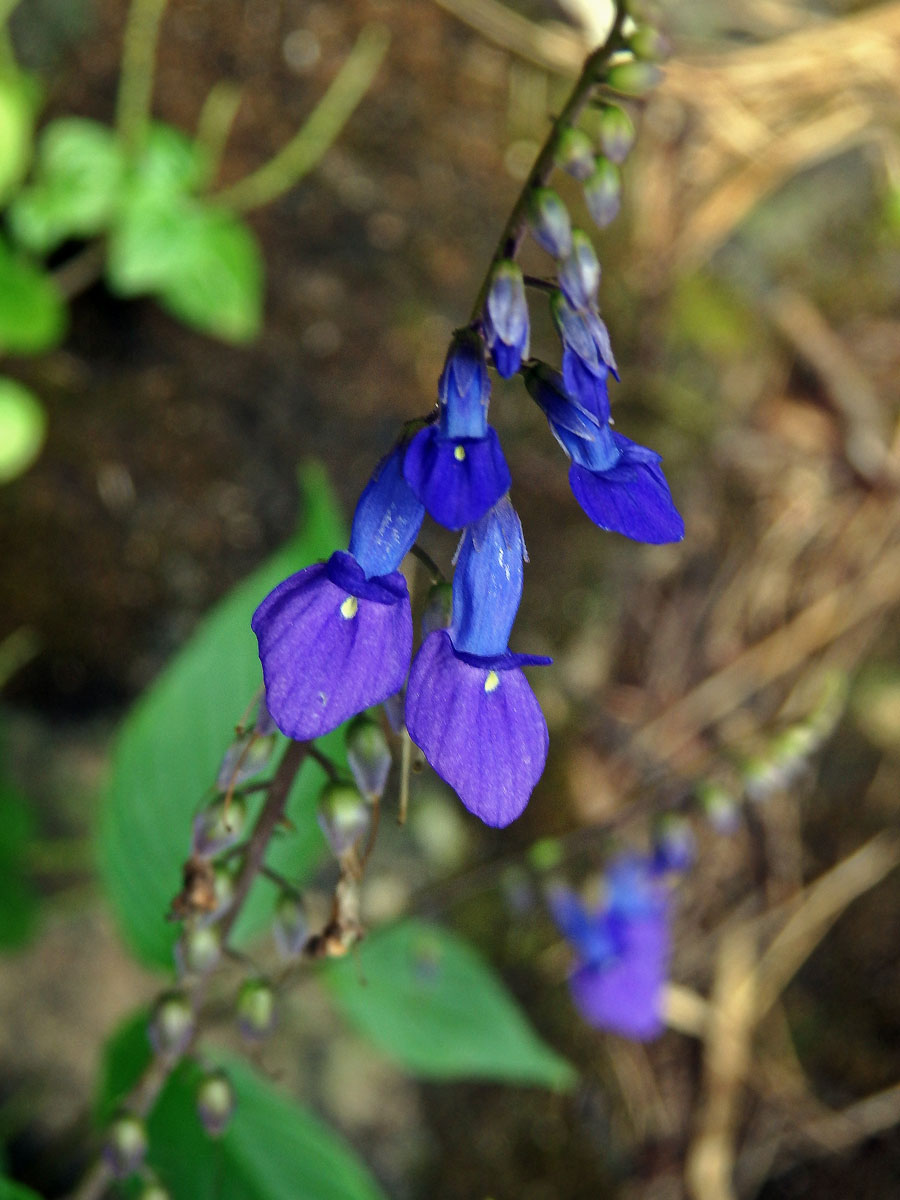 Rhynchoglossum obliquum Blume