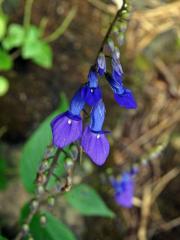 Rhynchoglossum obliquum Blume