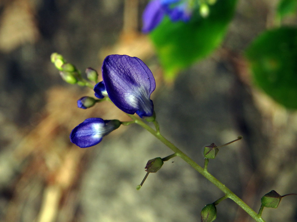 Rhynchoglossum obliquum Blume