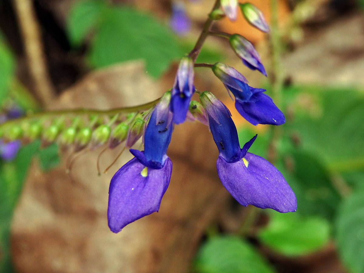 Rhynchoglossum obliquum Blume