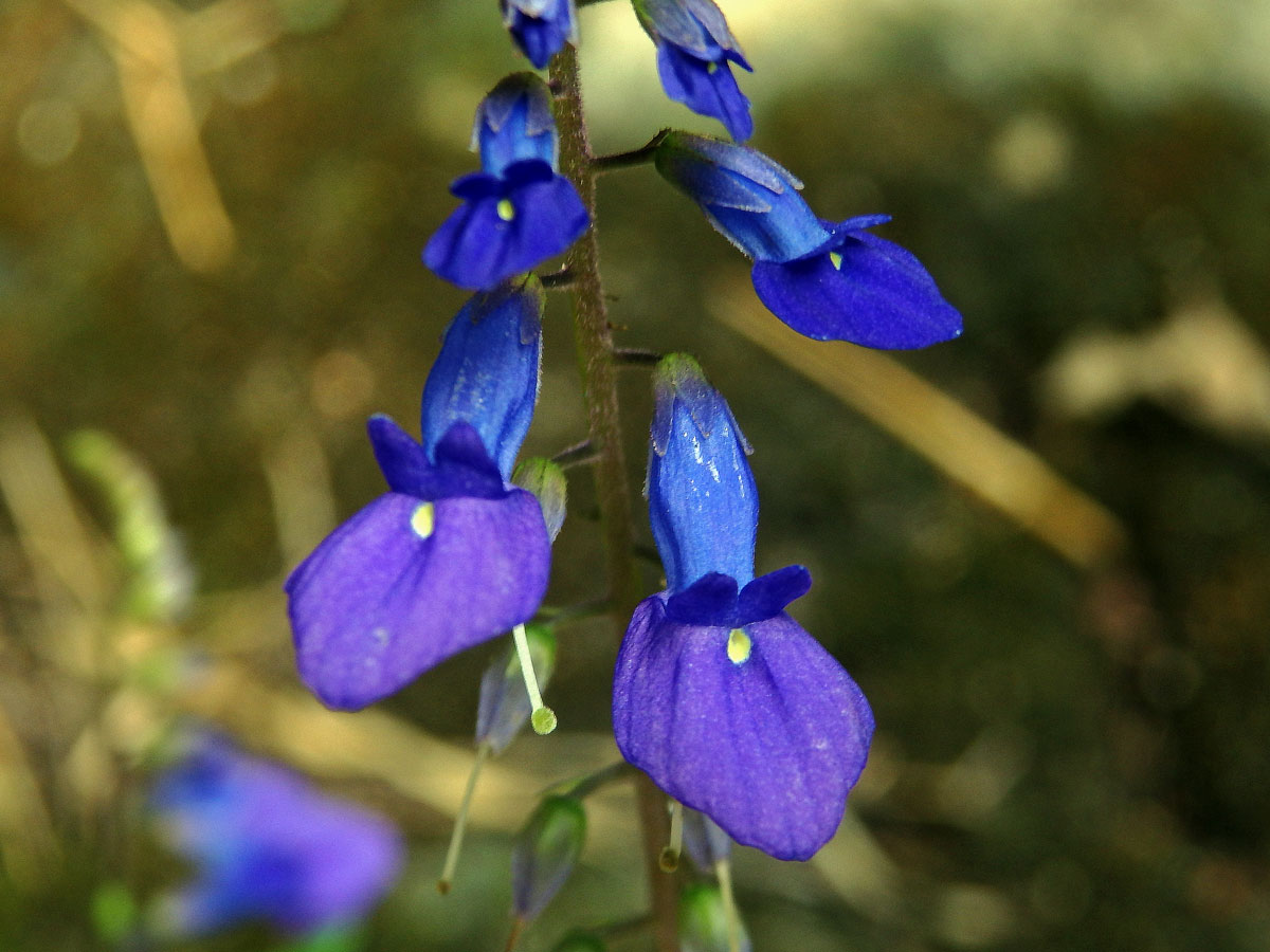 Rhynchoglossum obliquum Blume