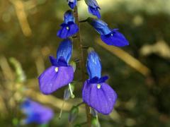 Rhynchoglossum obliquum Blume