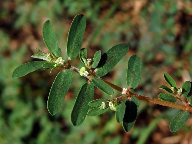 Pryšec skvrnitý (Euphorbia maculata L.)