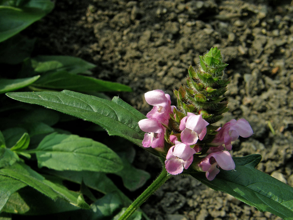 Černohlávek velkokvětý (Prunella grandiflora (L.) Scholler) s růžovými květy (1a)