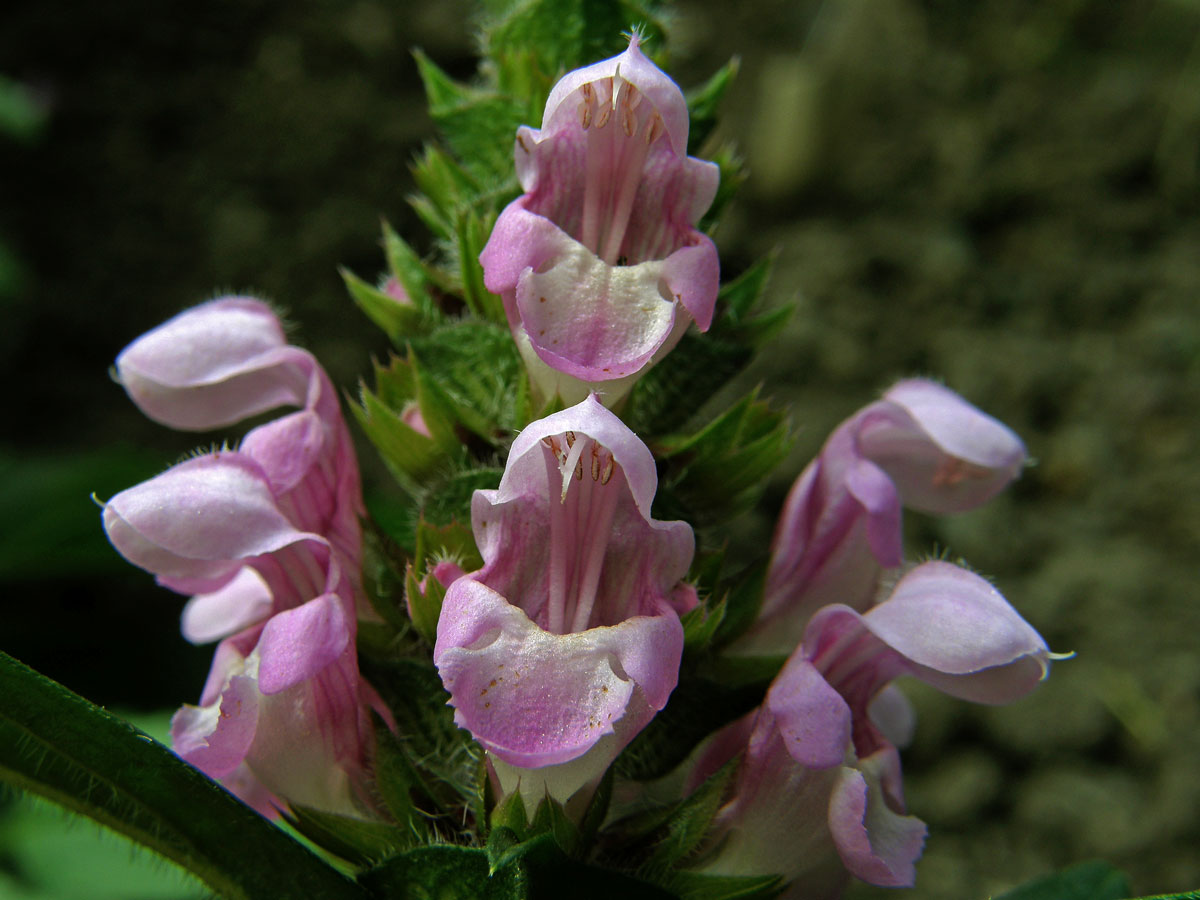 Černohlávek velkokvětý (Prunella grandiflora (L.) Scholler) s růžovými květy (1b)