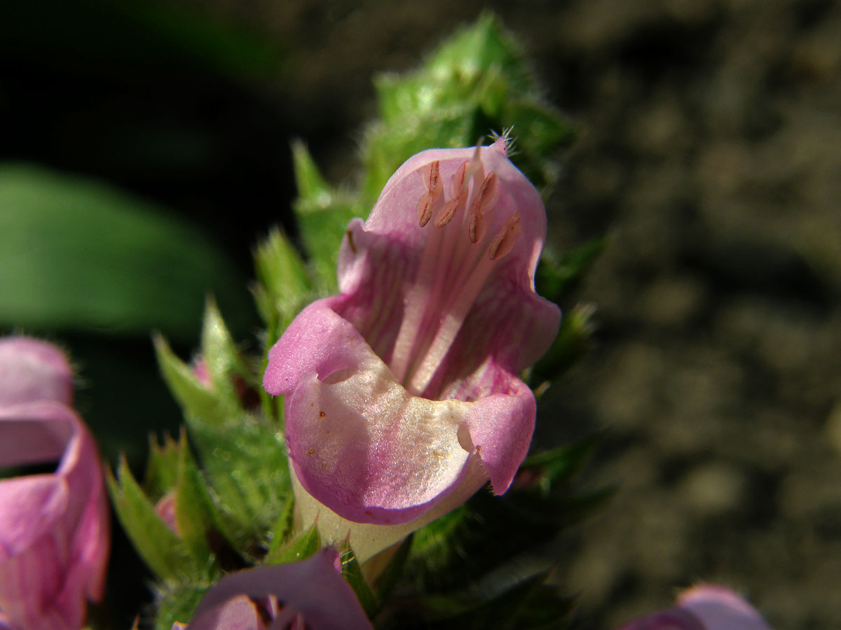 Černohlávek velkokvětý (Prunella grandiflora (L.) Scholler) s růžovými květy (1c)