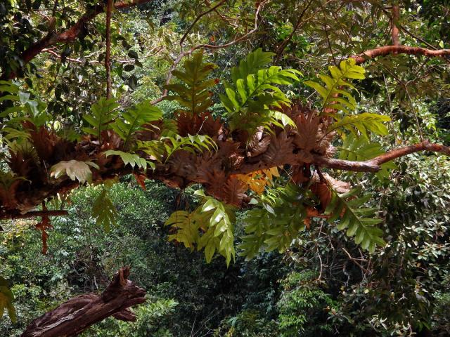 Drynaria sparsisora (Desv.) T. Moore