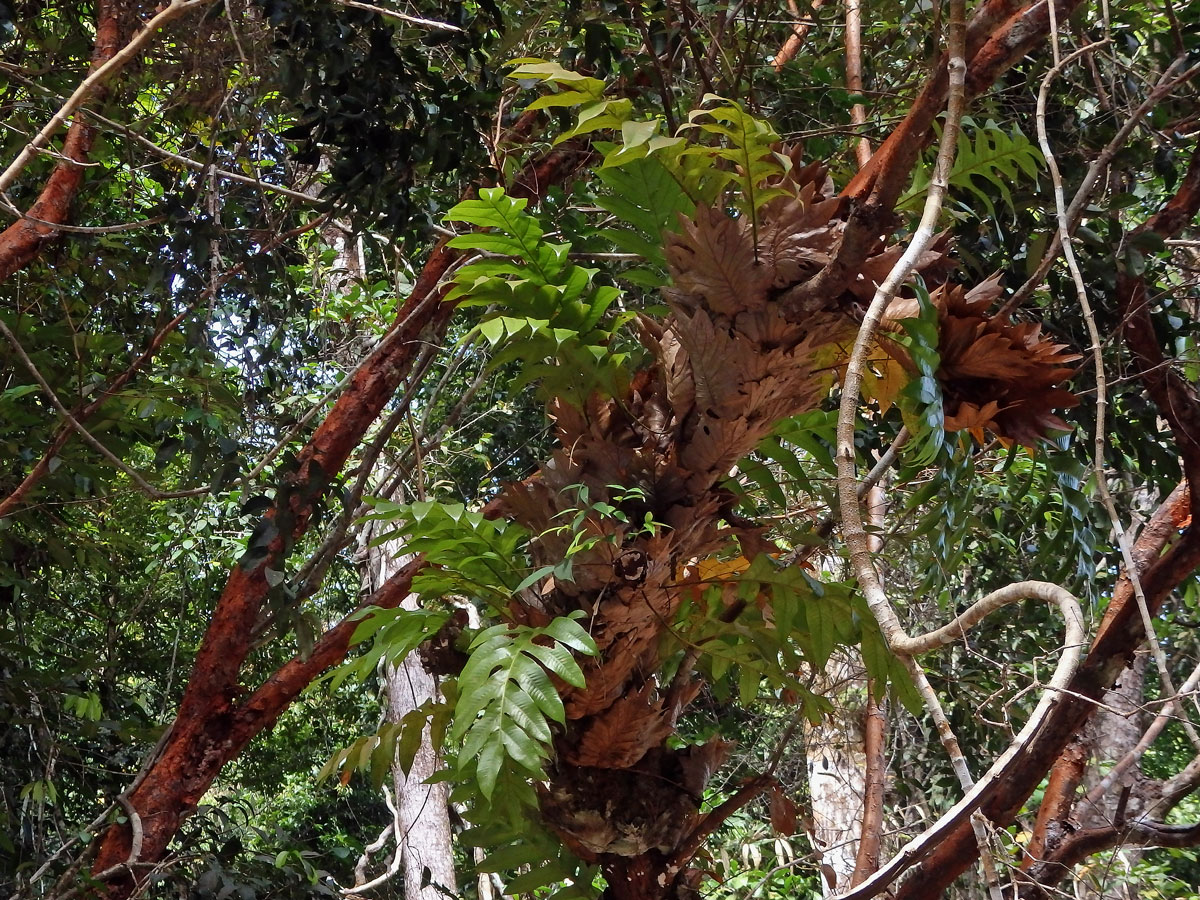 Drynaria sparsisora (Desv.) T. Moore