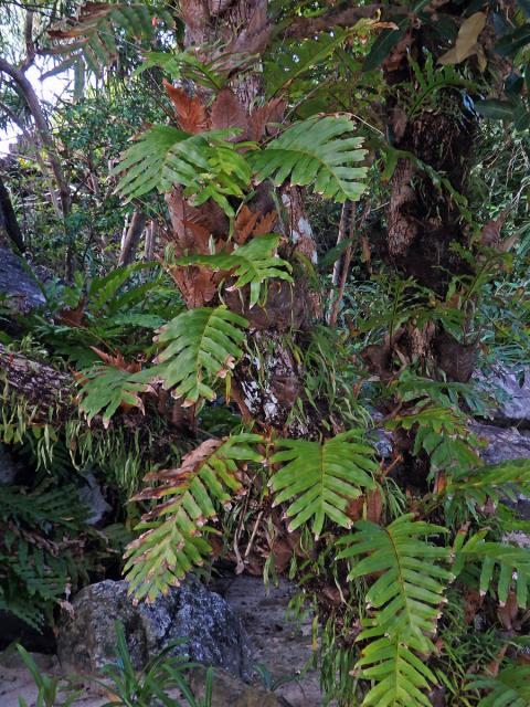 Drynaria quercifolia (L.) J. Sm.