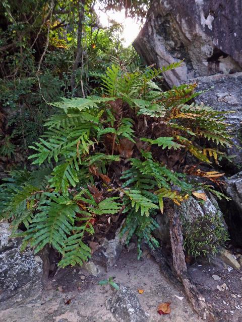 Drynaria quercifolia (L.) J. Sm.