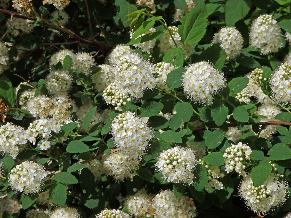 Tavolník ožankolistý (Spiraea chamaedryfolia L.)