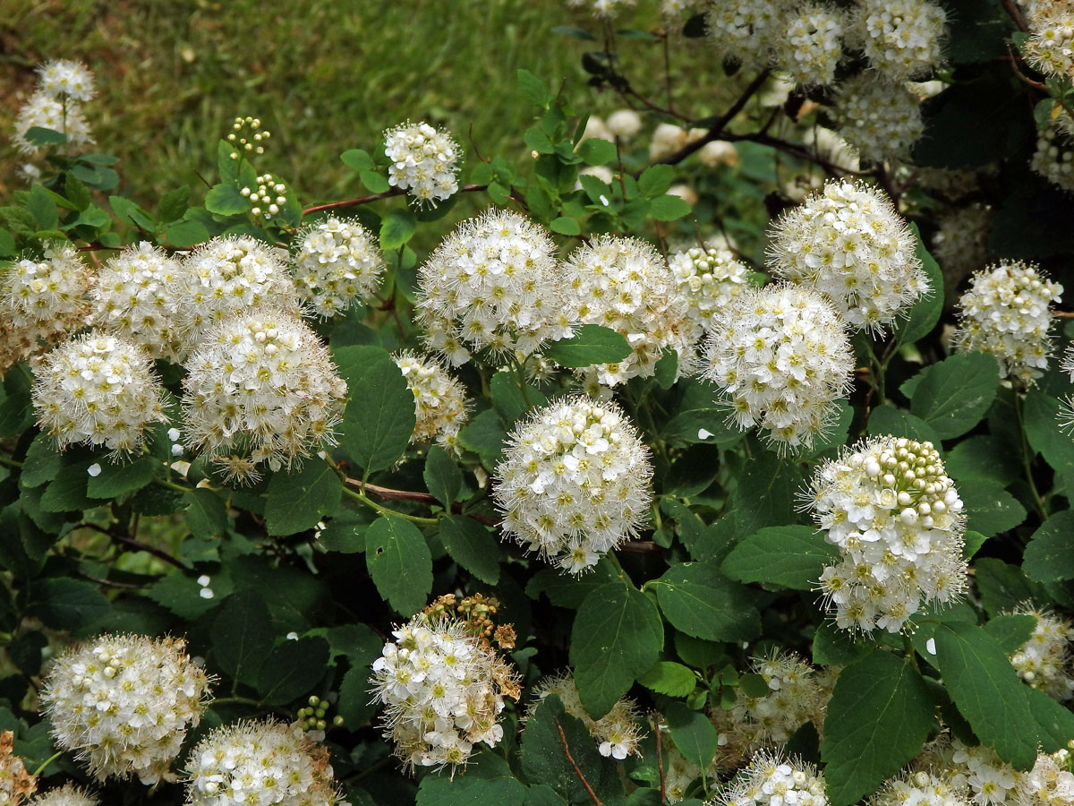 Tavolník ožankolistý (Spiraea chamaedryfolia L.)