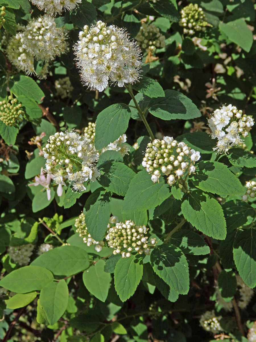 Tavolník ožankolistý (Spiraea chamaedryfolia L.)