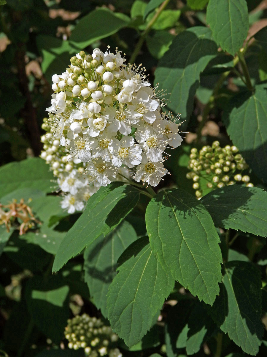 Tavolník ožankolistý (Spiraea chamaedryfolia L.)