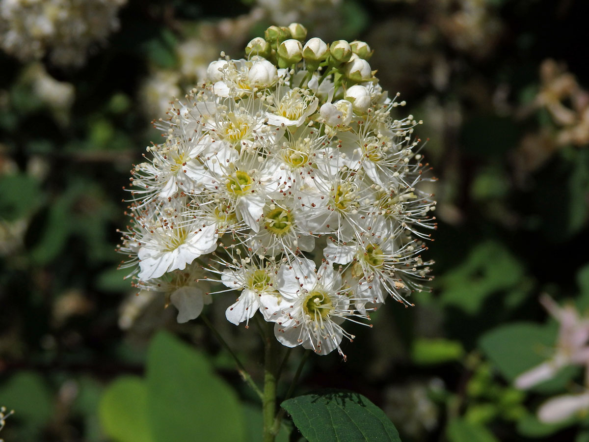 Tavolník ožankolistý (Spiraea chamaedryfolia L.)