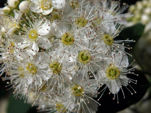 Tavolník ožankolistý (Spiraea chamaedryfolia L.)