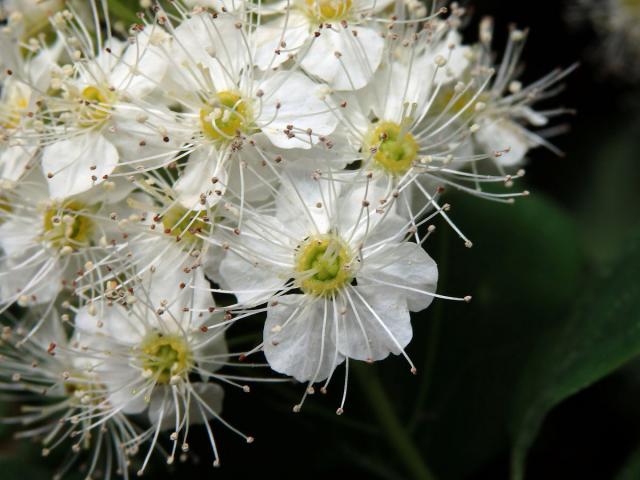 Tavolník ožankolistý (Spiraea chamaedryfolia L.)