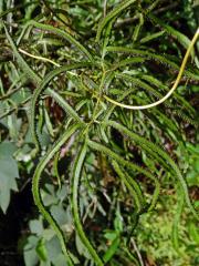 Pnulka (Lygodium Sw.)
