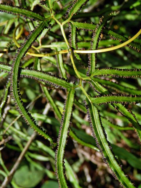 Lygodium circinnatum (Burm. f.) Sw.