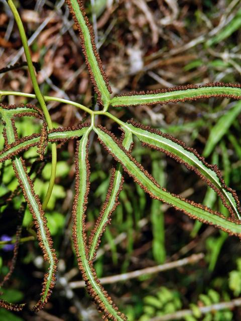 Lygodium circinnatum (Burm. f.) Sw.