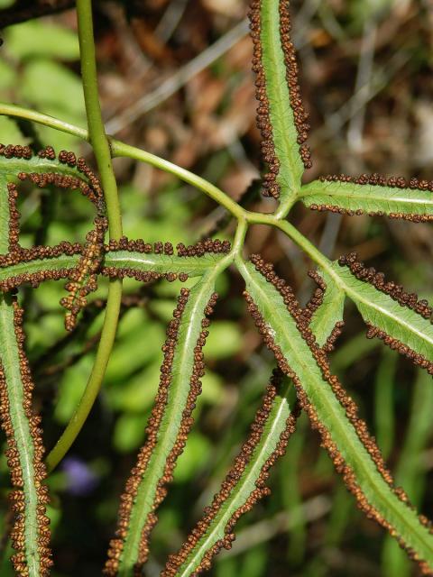 Lygodium circinnatum (Burm. f.) Sw.