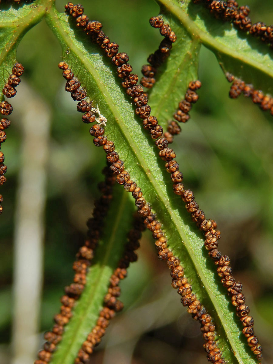 Lygodium circinnatum (Burm. f.) Sw.