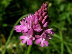 Rudohlávek jehlancovitý (Anacamptis pyramidalis (L.) L. C. Richard)