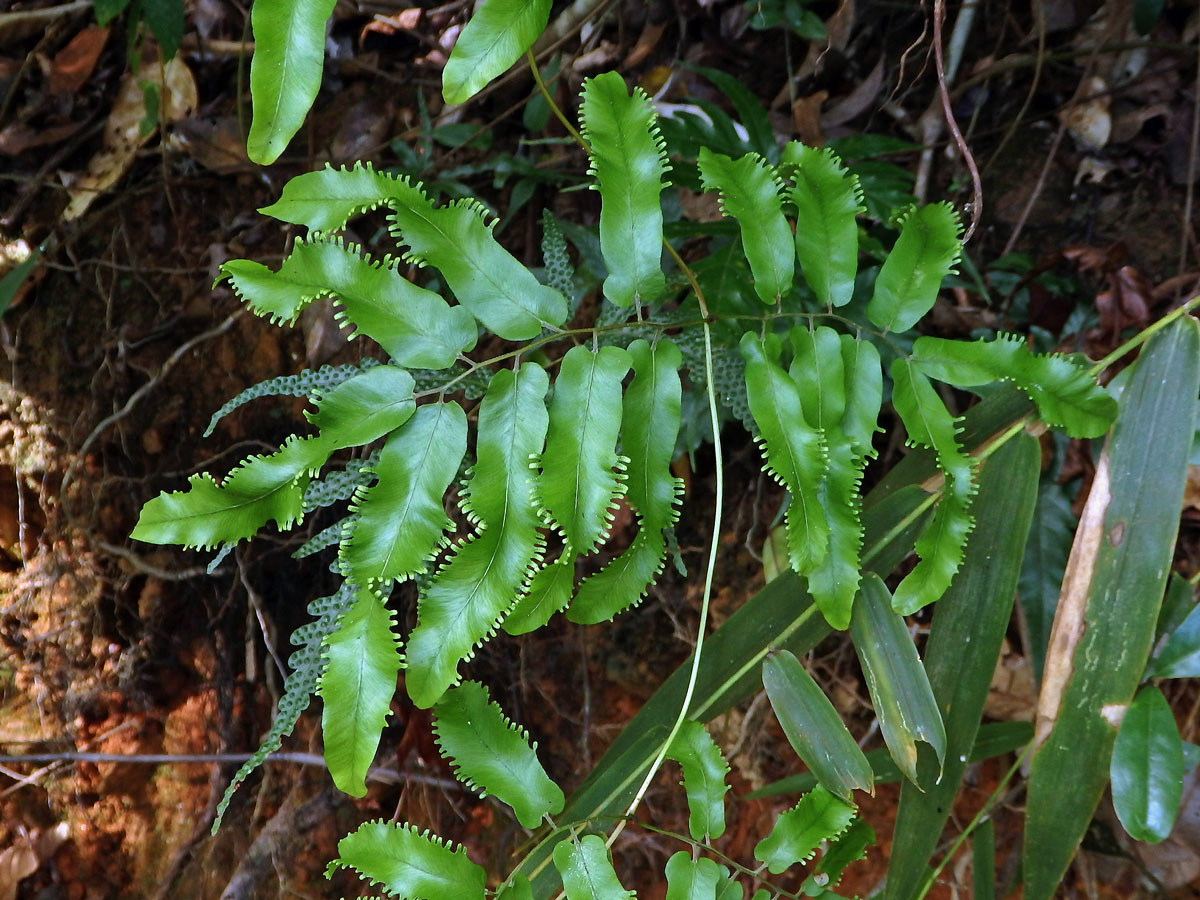 Lygodium flexuosum (L.) Sw.