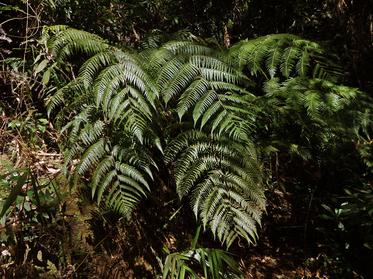 Cibotium barometz (L.) J. Smith