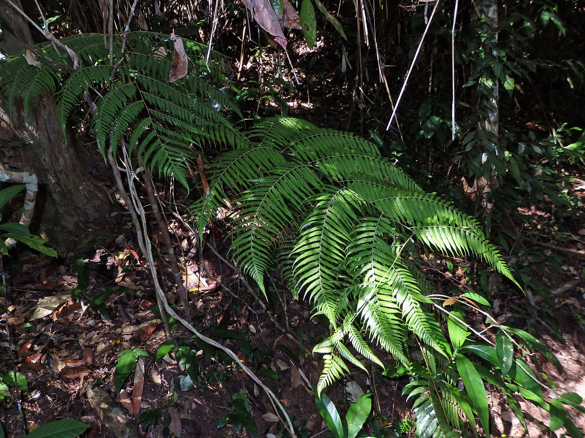 Cibotium barometz (L.) J. Smith