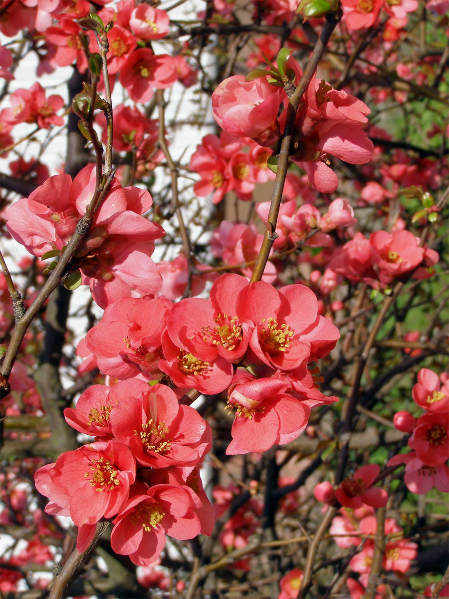 Kdoulovec ozdobný (Chaenomeles speciosa (Sweet) Nakai)