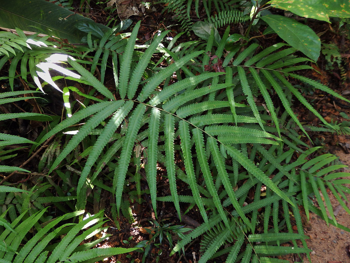 Cyclosorus terminans (J. Sm. ex Hook.) Panigrahi