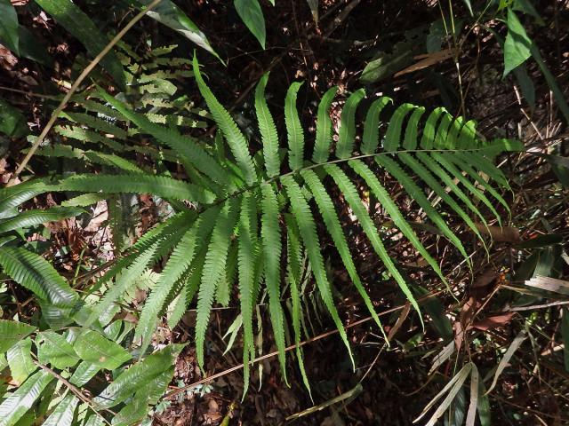 Cyclosorus terminans (J. Sm. ex Hook.) Panigrahi