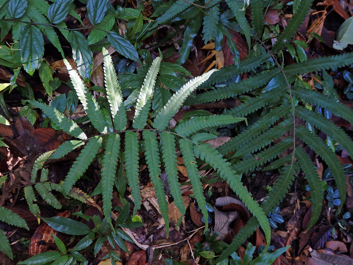 Cyclosorus terminans (J. Sm. ex Hook.) Panigrahi